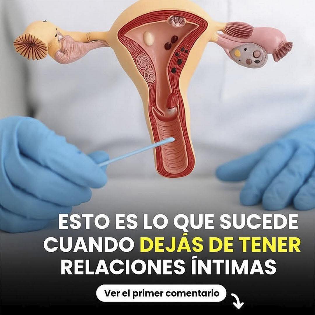 Modelo anatómico del sistema reproductor femenino