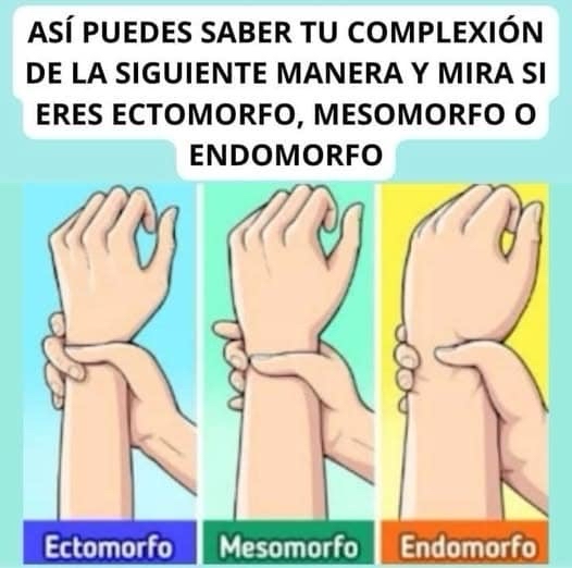 Tipos de cuerpo: Ectomorfo, Mesomorfo y Endomorfo