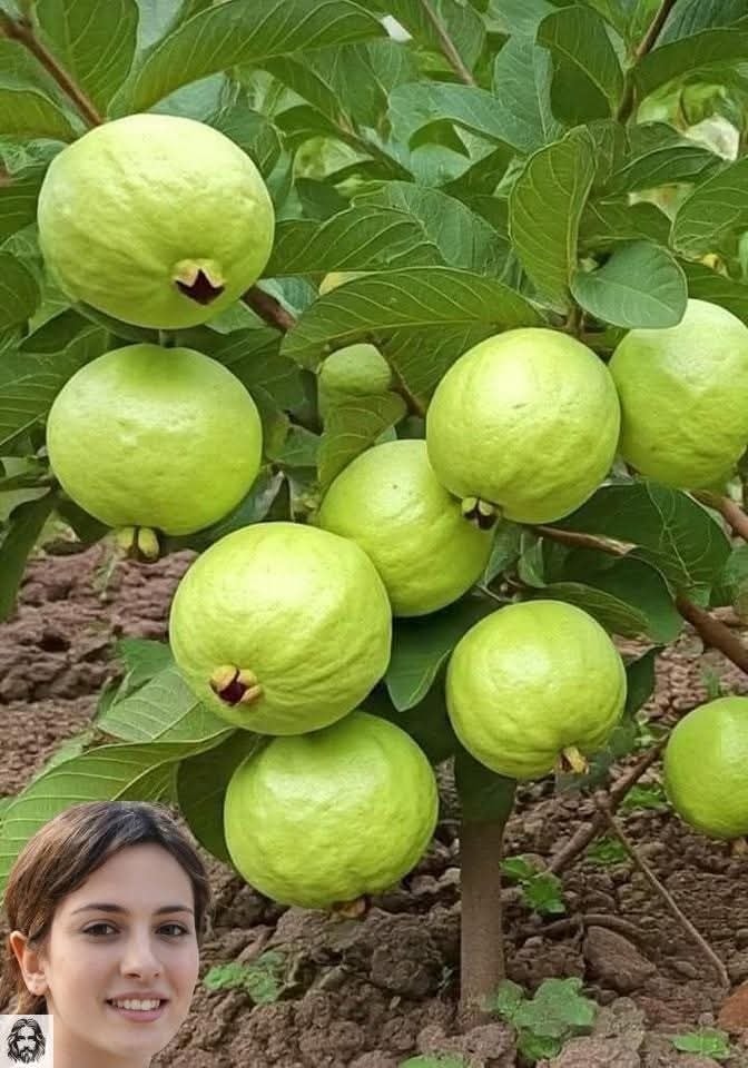 Árbol de guayaba con frutos verdes