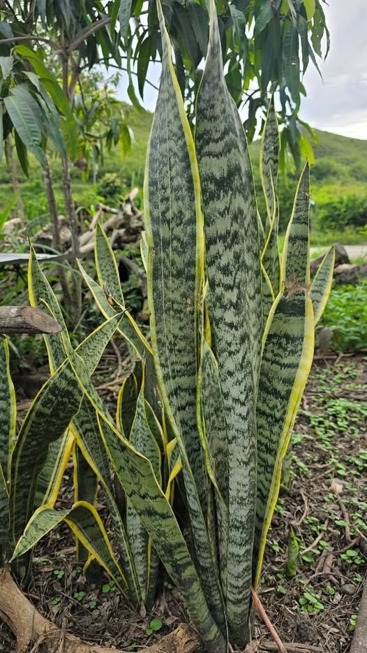 Espada de San Jorge o Sansevieria