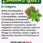 El Poder Curativo del Orégano: Beneficios para Tu Salud