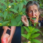 El Poder Oculto de la Hierba de Guan: Una Maravilla de la Naturaleza