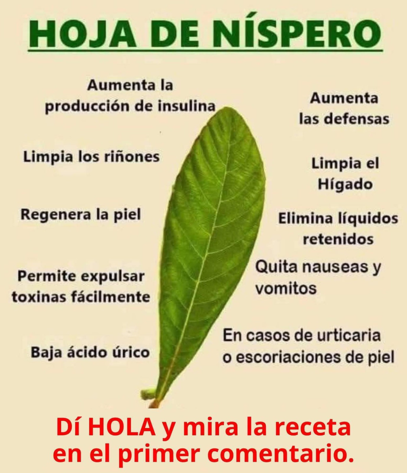Beneficios de la hoja de níspero