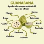 Los Asombrosos Beneficios de la Guanábana para la Salud