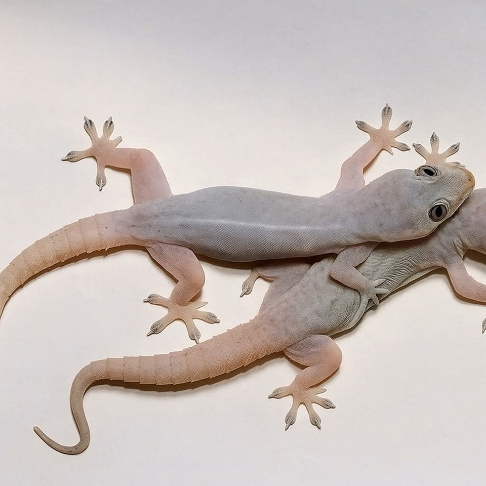 Gecos sobre una superficie blanca