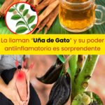 Los Beneficios de la Uña de Gato: Una Planta Milagrosa para Tu Salud