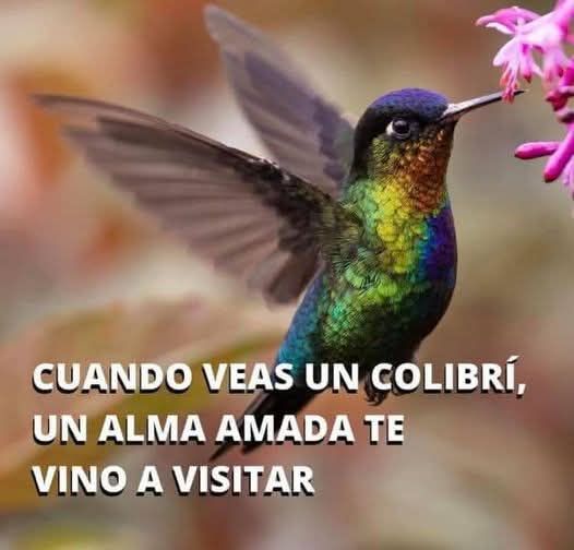 Colibrí volando cerca de una flor rosa