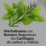 Hierbabuena y Romero: Un Poderoso Remedio Natural para las Articulaciones