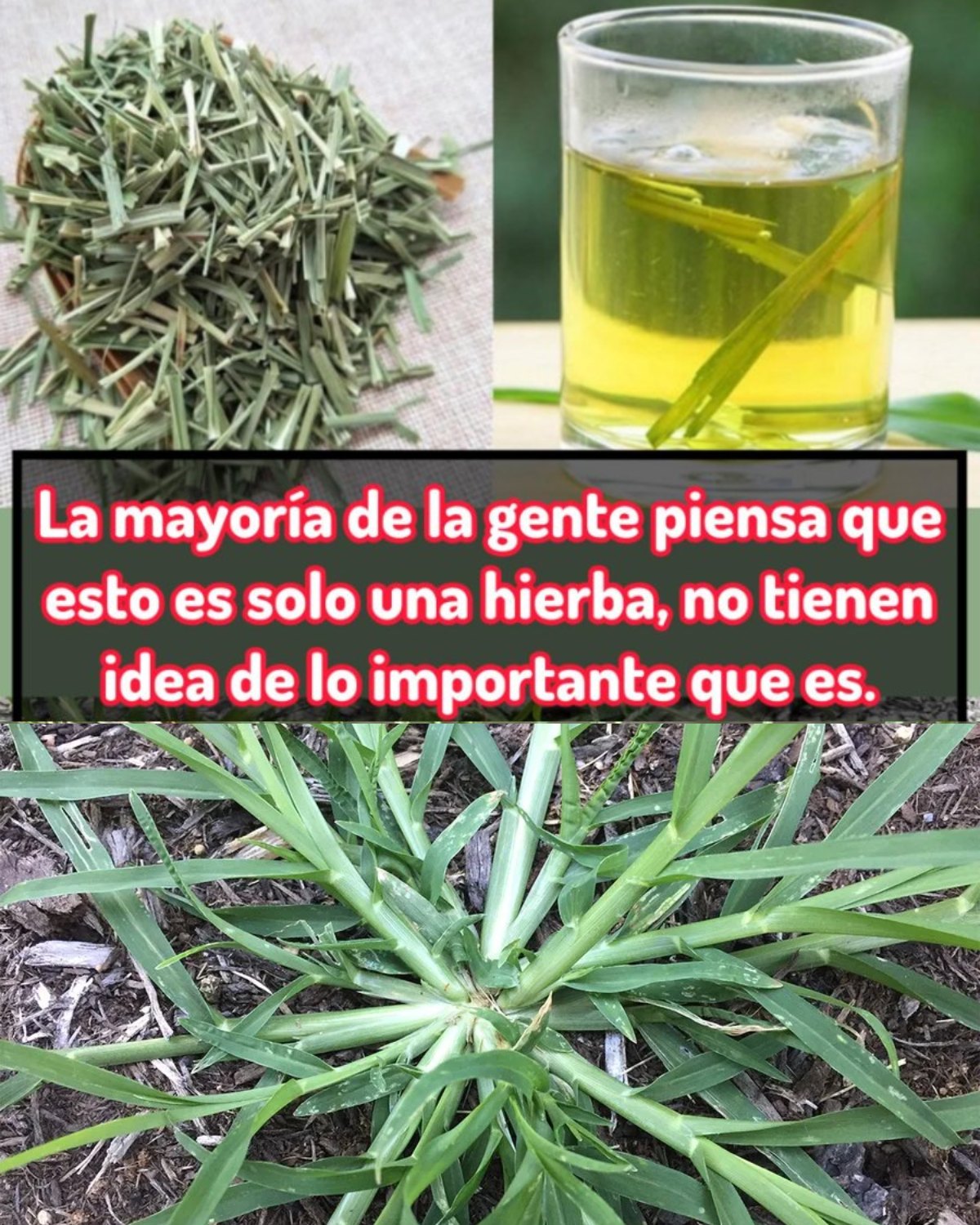 Hierbas secas y té