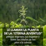 La Planta de la Eterna Juventud: Un Tesoro para tu Salud