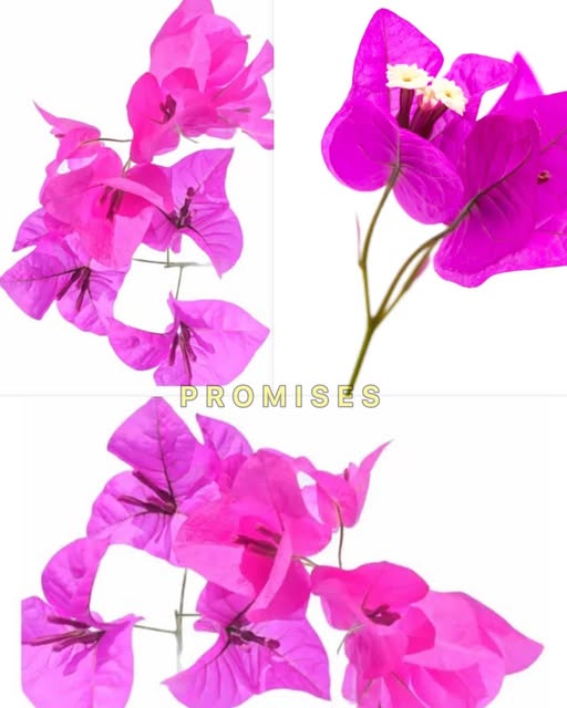 Flores de bugambilia