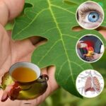 Las Poderosas Hojas de Papaya: Beneficios y Recetas Naturales