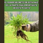 Descubre el Poder Secreto de las Raíces de Diente de León