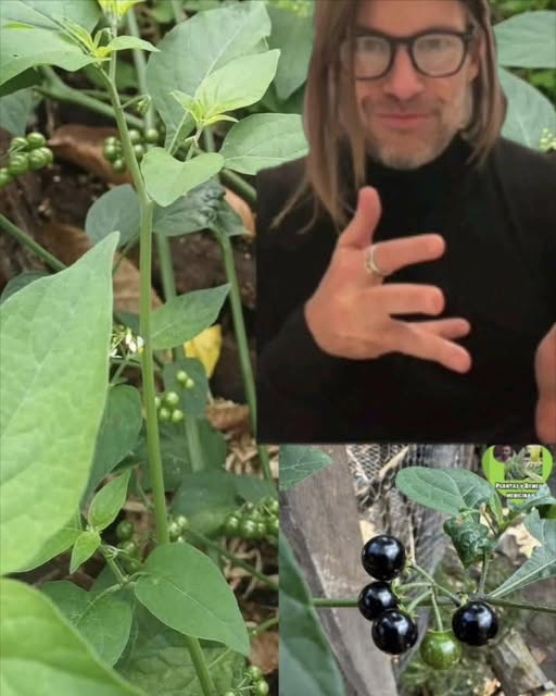 Planta de Hierba Mora