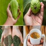 Remedios Naturales: Elimina Enfermedades Comunes con Chayote y Guayaba