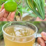 Té de Limón y Hierba de Limón: Remedio Natural para Fiebre y Congestión Nasal