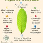 Los Increíbles Beneficios de las Hojas de Guayaba: Remedio Natural para tu Salud