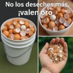¡Descubre el Poder de las Cáscaras de Huevo! Recetas, Salud y Remedios Naturales