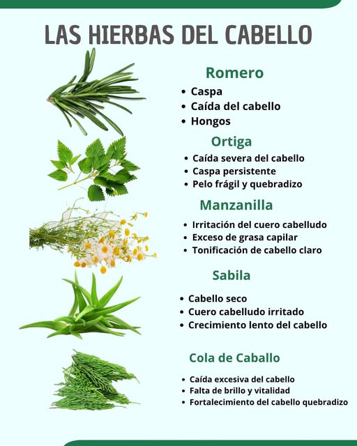 Guía de hierbas beneficiosas para el cabello