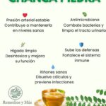 La Rompe Piedras: Beneficios y Usos de la Chanca Piedra