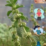 La Planta que Nunca Pensaste que Era Oro: Beneficios y Recetas Naturales