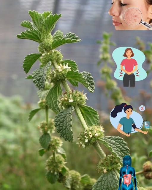 Planta de menta o toronjil