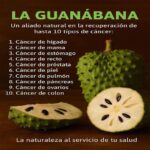 La Guanábana: Un Potente Aliado Natural en la Lucha contra el Cáncer