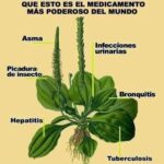 Infusión Milagrosa de Llantén: Tu Aliado Natural para el Bienestar