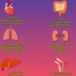 Hierbas Beneficiosas para la Salud de Nuestros Órganos