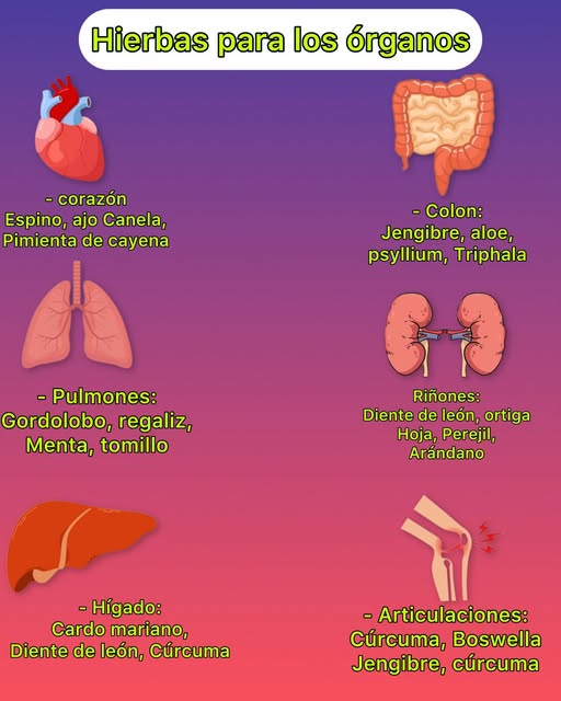 Hierbas para los órganos