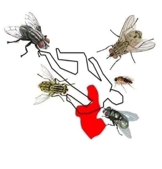 Dibujo de silueta rodeada de moscas