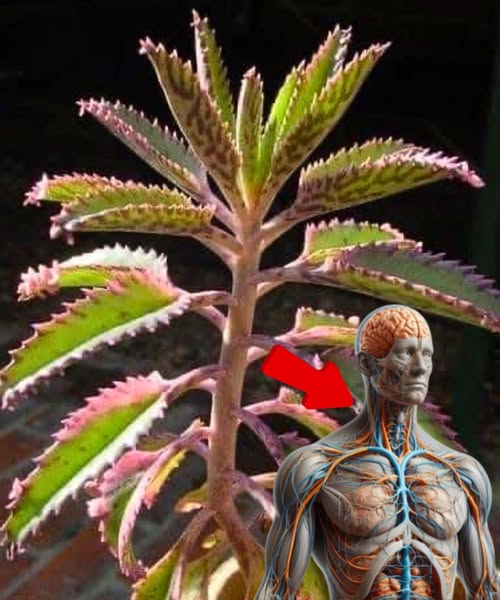 Kalanchoe planta suculenta