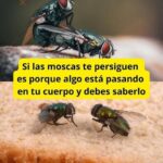 ¿Por qué las Moscas te Persiguen? Relación con tu Salud y Consejos Naturales