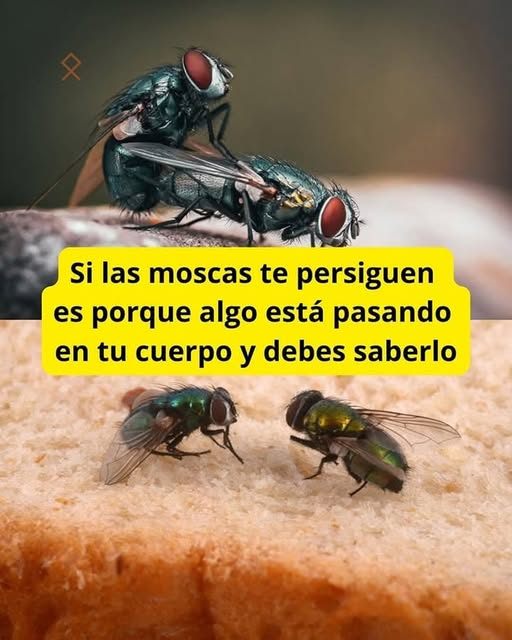 Imagen de moscas