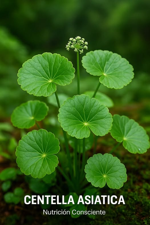 Centella Asiática