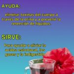 Descubre los Increíbles Beneficios del Té de Jamaica para tu Salud