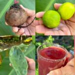Transforma Tu Salud con un Potente Jugo Natural: La Recomendada por un Médico Naturalista