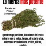 Descubre los Secretos del Tomillo: La Hierba del Soldado para Curar y Sanar