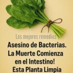 Beneficios de las Espinacas: El Asesino Natural de Bacterias Intestinales