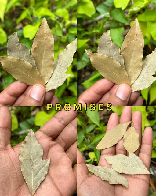 Hojas de Laurel