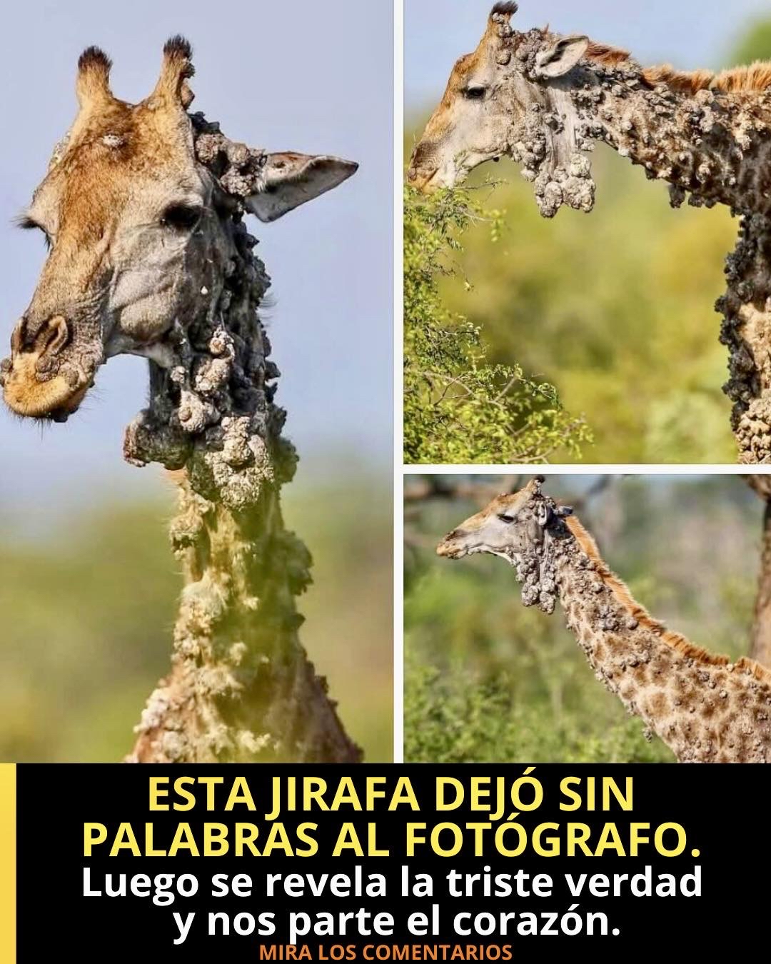 Jirafa con crecimientos inusuales en la piel
