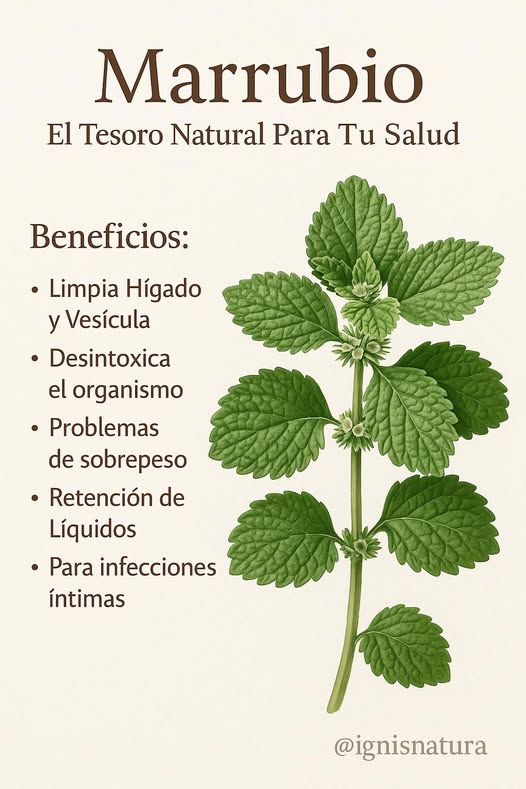 Marrubio, la planta medicinal