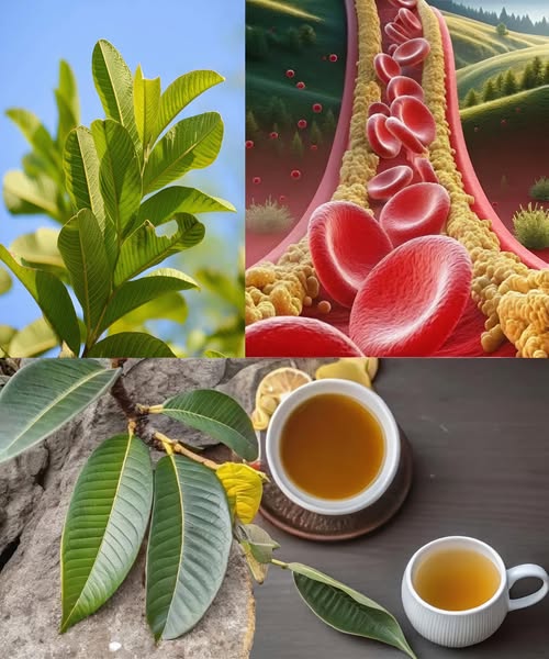 Té natural con ajo, cúrcuma, jengibre, canela y guayaba