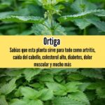 Combate Problemas de Salud con Ortiga: La Planta Medicinal que No Conocías