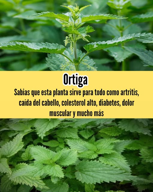 Planta de ortiga