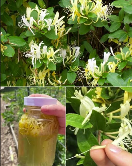 Madreselva - Flor Fragante