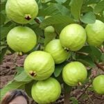 La Guayaba: Un Tesoro Nutricional en tu Hogar
