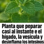La Planta Milagrosa: Reparadora del Hígado y Desinflamante Natural