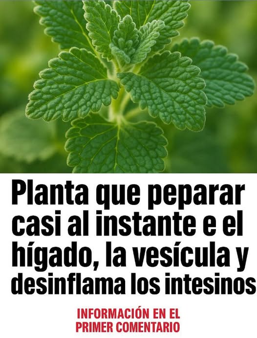 Planta con propiedades curativas