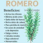 Romero: Beneficios y Usos que Transforman Tu Salud y Tu Hogar